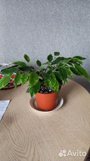 Фикус бенджамина пестролистный