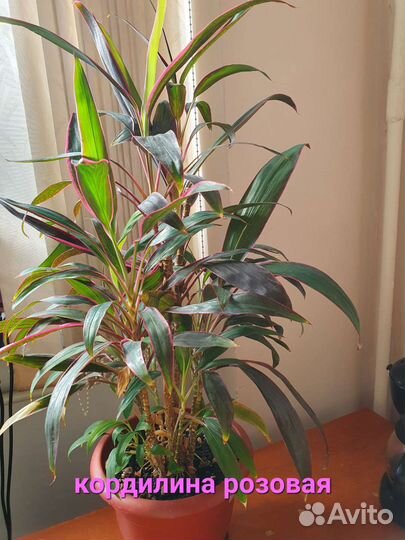 Комнатные цветы