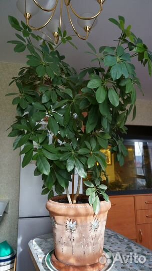 Цветок шеффлера + керамический горшок