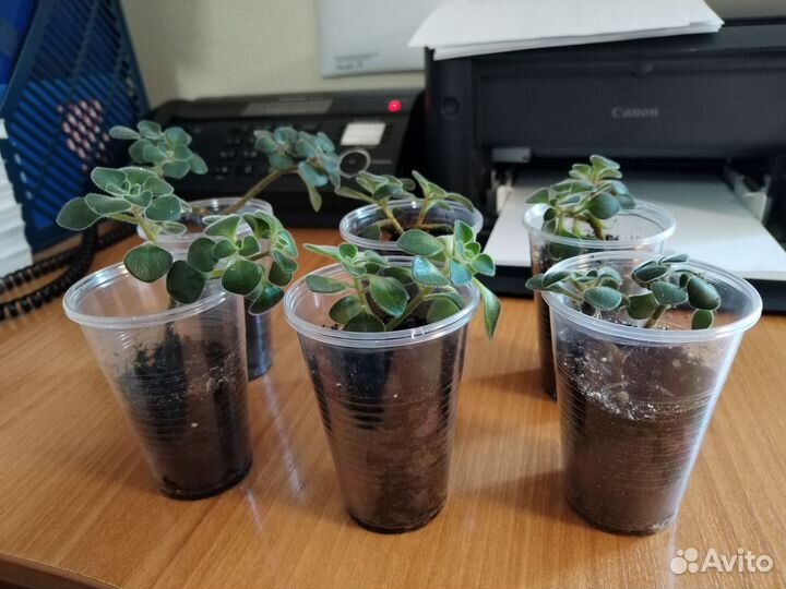 Аихризон дерево любви