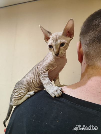Донской сфинкс котята