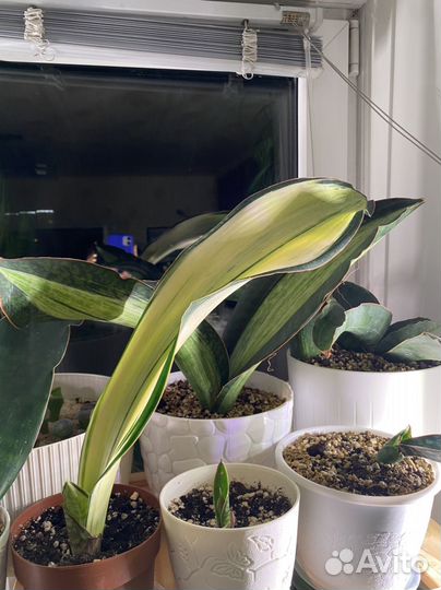 Малави Миднайт вар., Бруда, блю бат, мал.бат