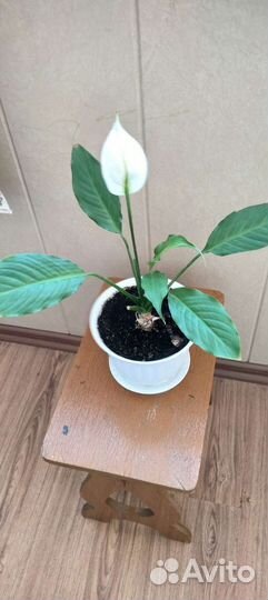 Спатифиллум