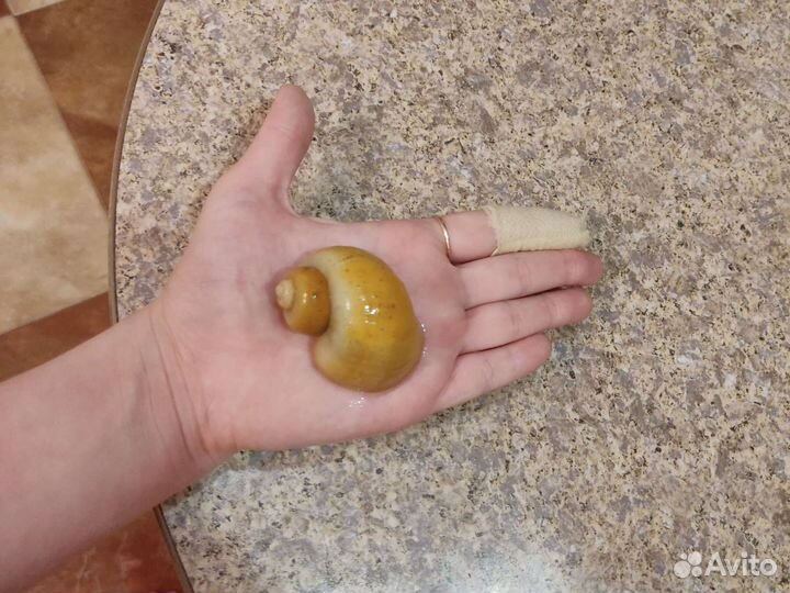 Улитка Ампуллярия