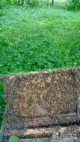 Пчело расплод рамка