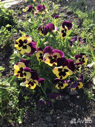 Виола цветы