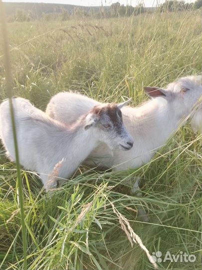 Продам козлят