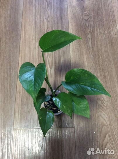 Драцена,Сциндапсус,Эпипремнум,Плющ