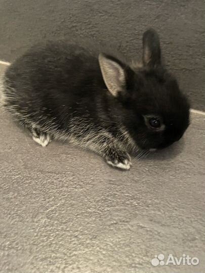 Декоративные крольчата