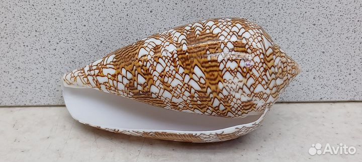 Конус Текстиль 9 морская ракушка раковина