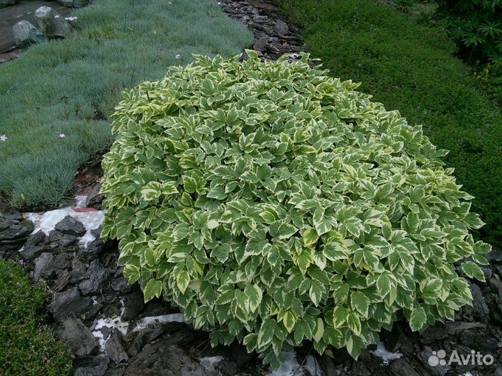 Многолетники жемчужница, тимьян,хосты, гейхеры