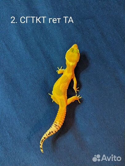 Малыши эублефары разные