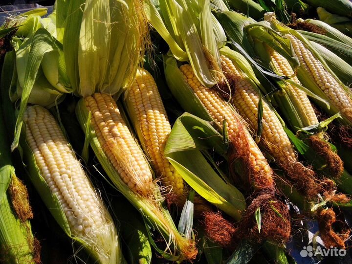 Сладкая,молочная кукуруза.(сахарная)