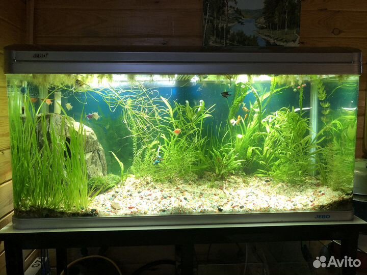 Аквариумистика