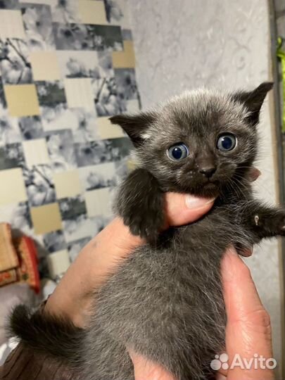 Британские котята смешенные