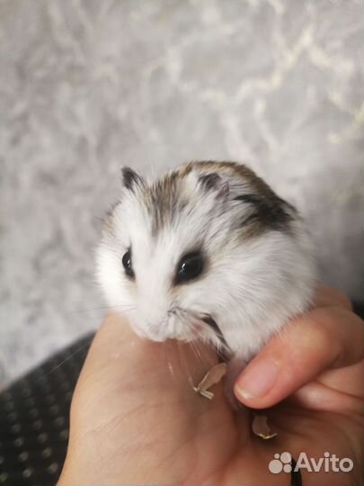 Хомячок с клеткой