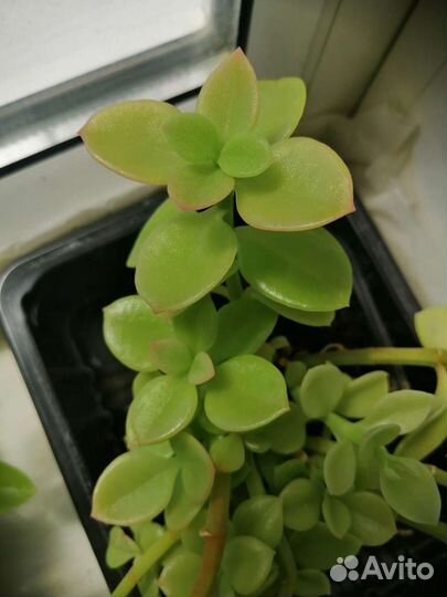 Комнатные цветочки