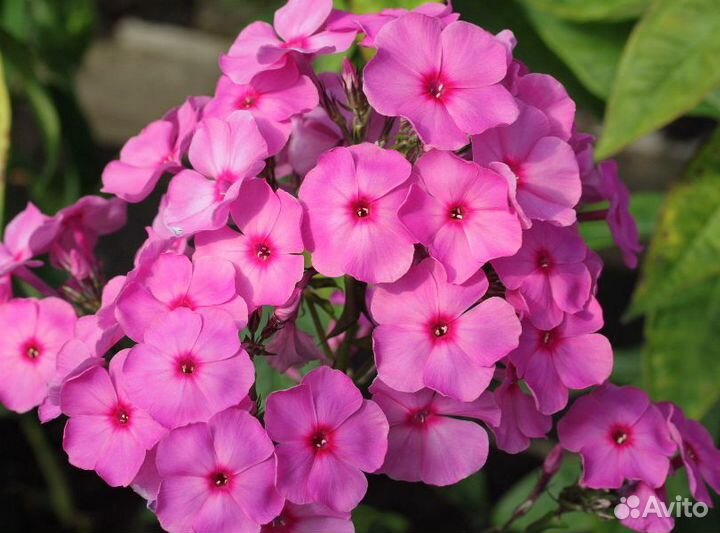 Флокс многолетний