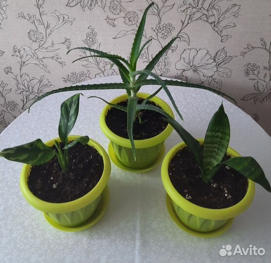 Комнатные растения