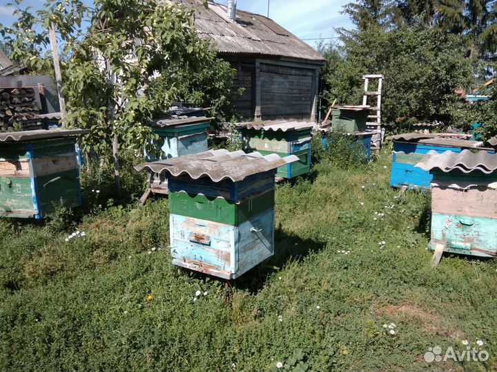 Пчелосемьи