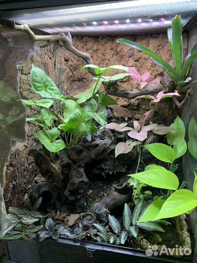 Террариум флорариум