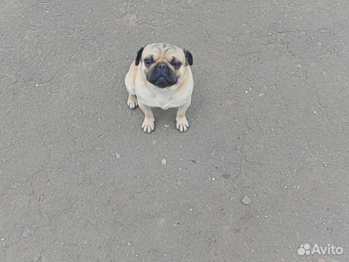 Мопс вязка мальчик