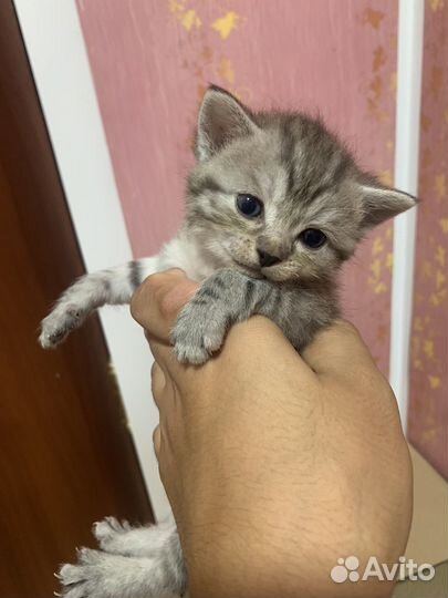 Кошечка в добрые руки