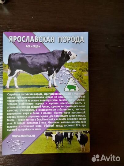 Искусственное осеменение коров