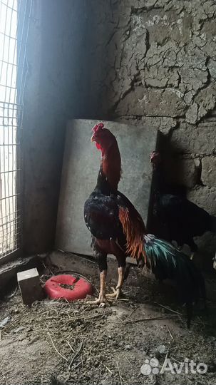 Бойцовая птица