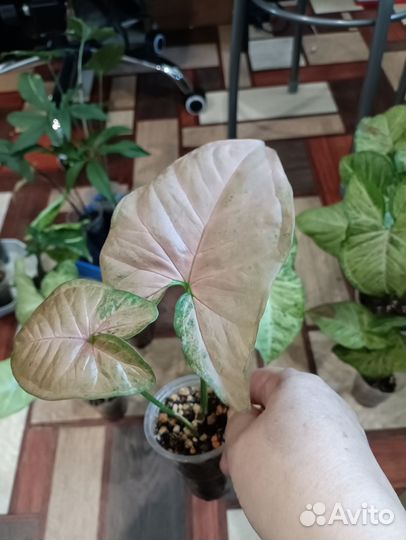 Сингониумы