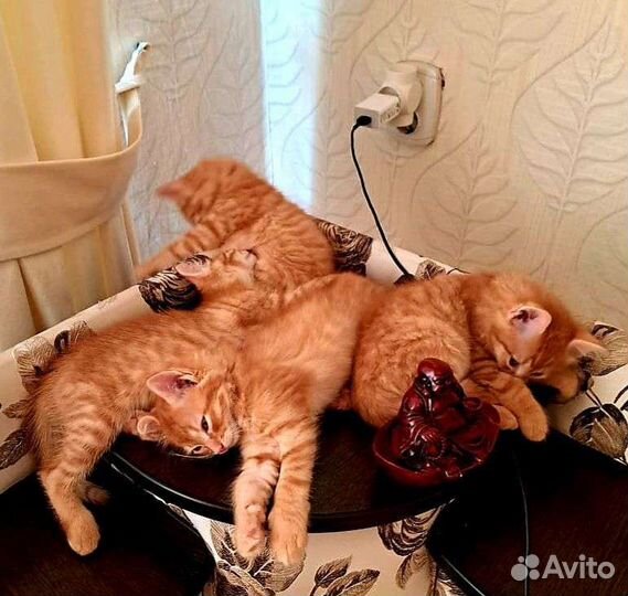 Домашние животные котята
