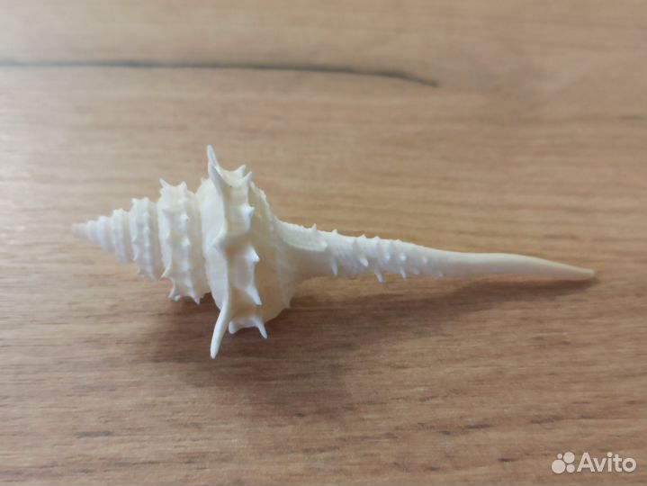 Морская раковина