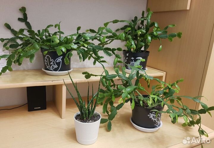 Комнатные растения