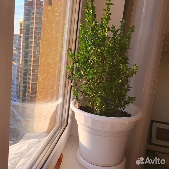 Вечнозеленый самшит 3 куста