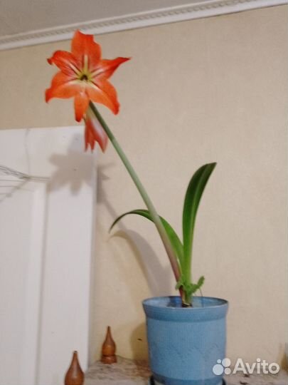 Гиппеаструм