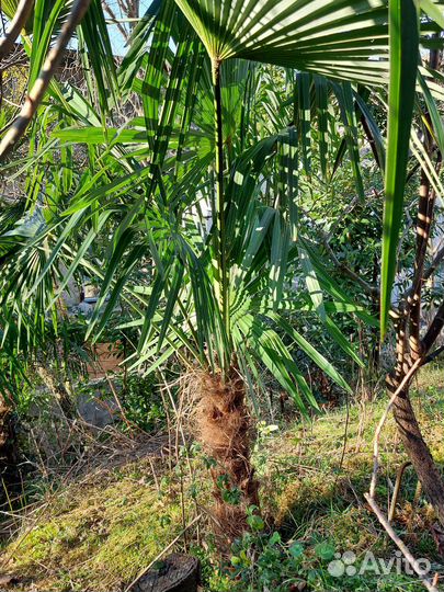 Пальма веерная