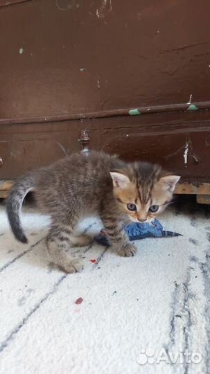 Скотиш страйт