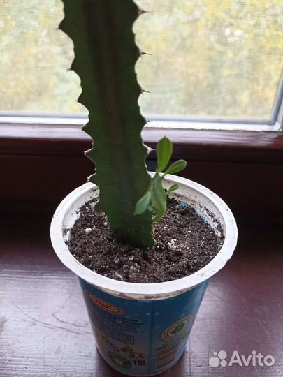 Молочай трехгранный