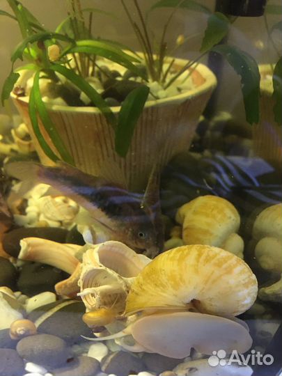 Улитки аквариумные ампулярии