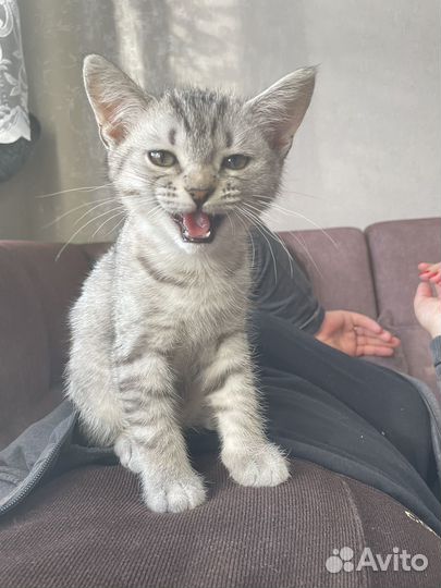 Котенок в добрые руки