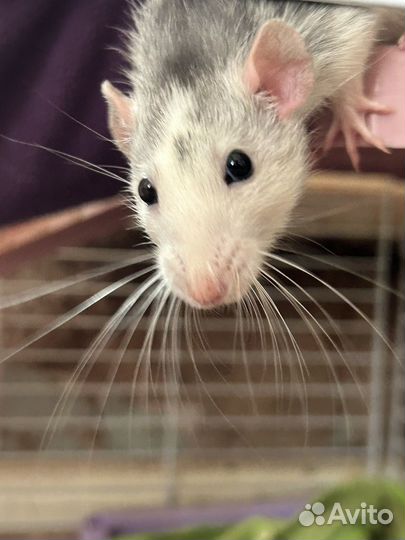Крыса с клеткой