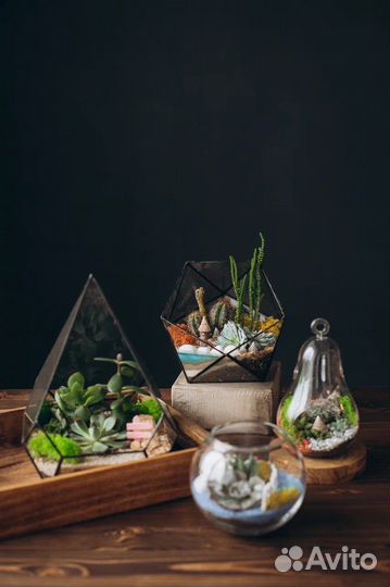 Флорариум живой мир внутри