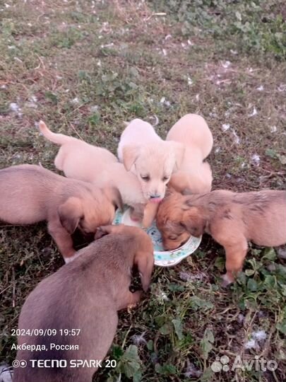 Щенки таксы