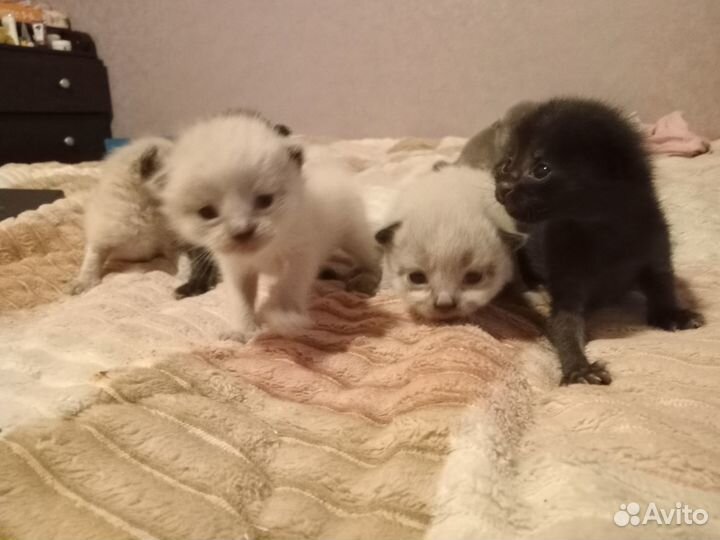 Котята в добрые руки бесплатно