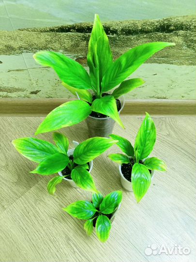 Отдам цветок при покупке комнатные растения