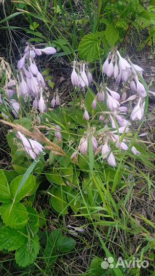 Саженцы сливы, вишни, многолетние цветы, ягоды