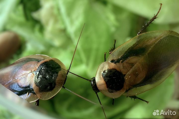 Тропические тараканы