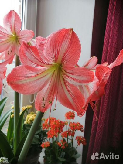 Луковицы Гименокалиса Гиппеаструм Циртантуса Калла