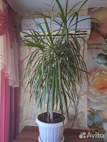 Продам пальму