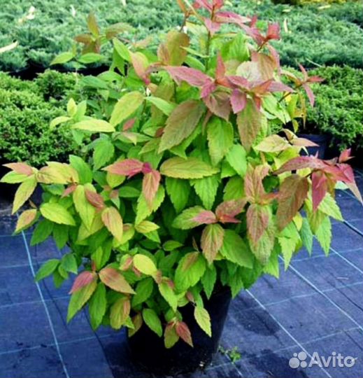 Спирея японская